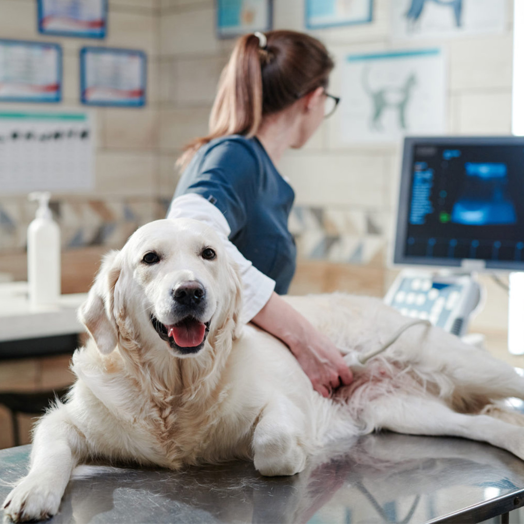a golden retriever lies on a vet's table with ultrasound equipment