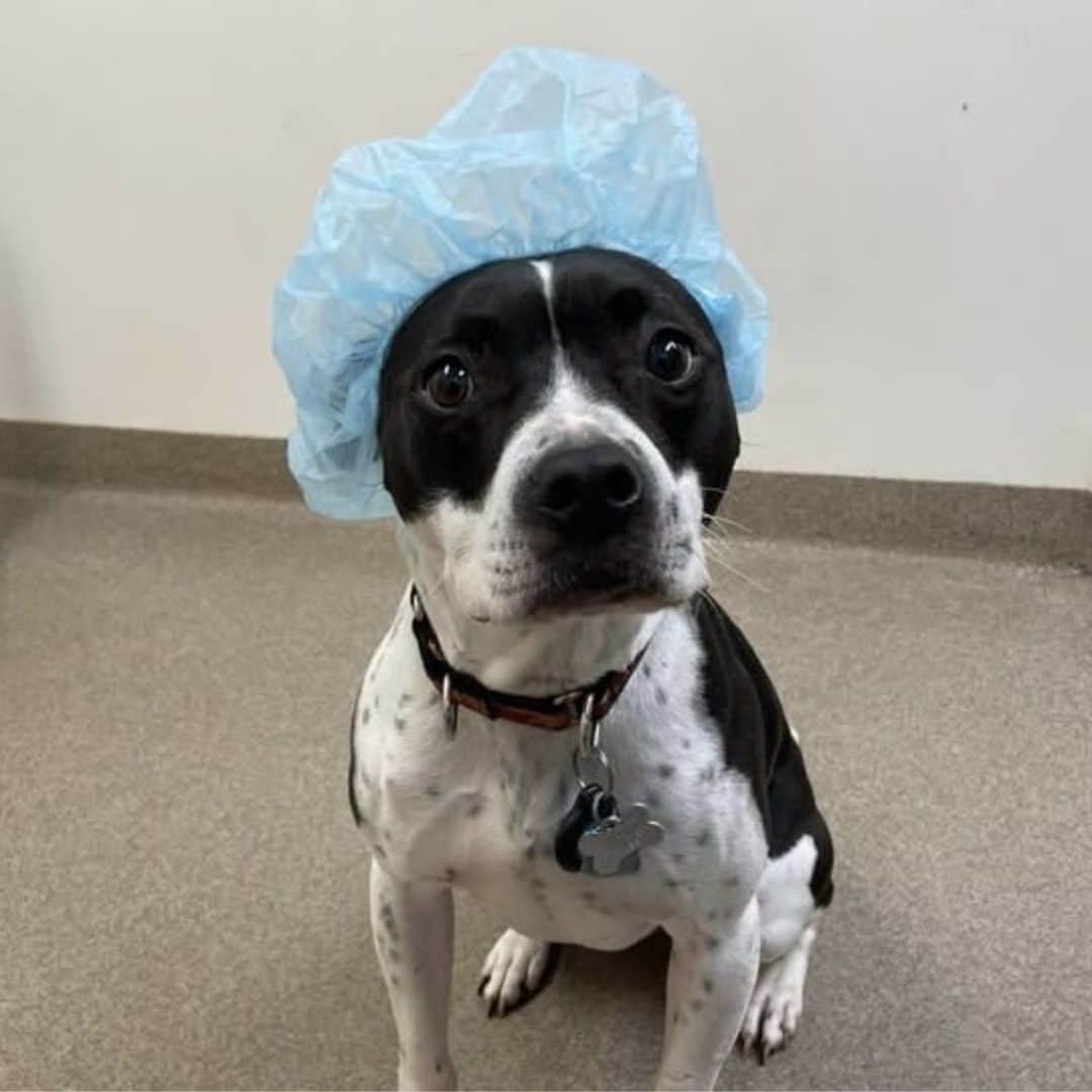 a dog getting its leg bandaged by a vet