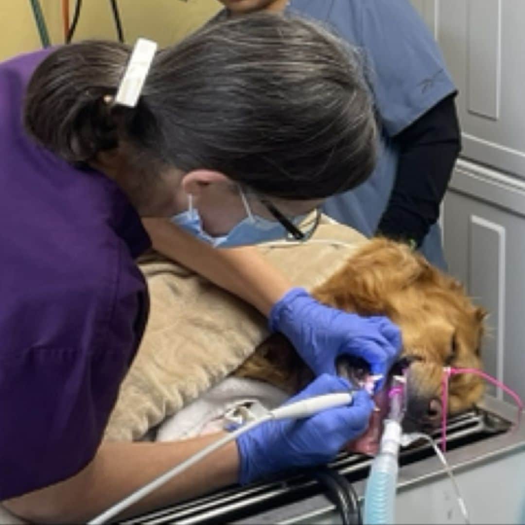 a vet examining a dog teeth in a clinic
