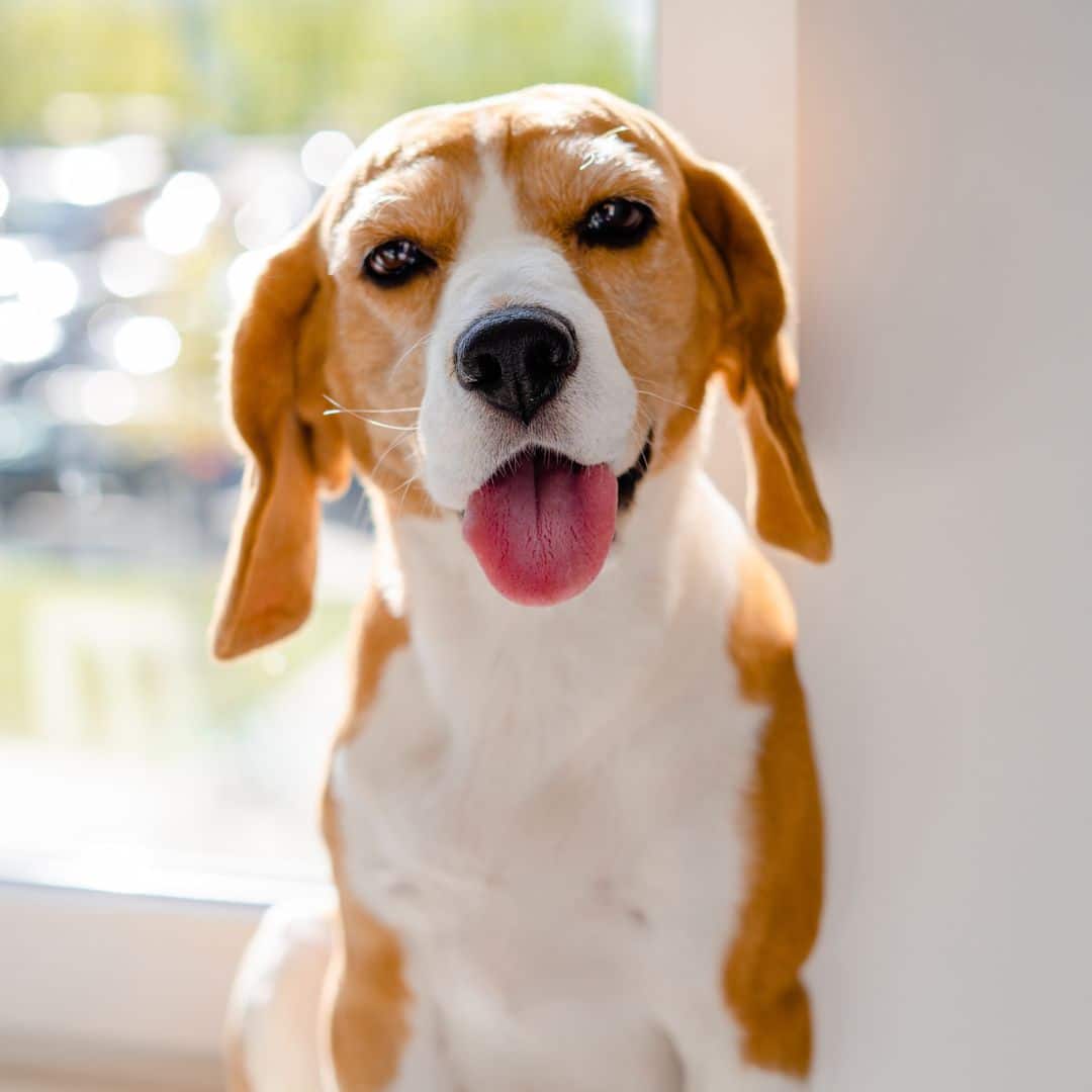 Happy Beagle sitting by window