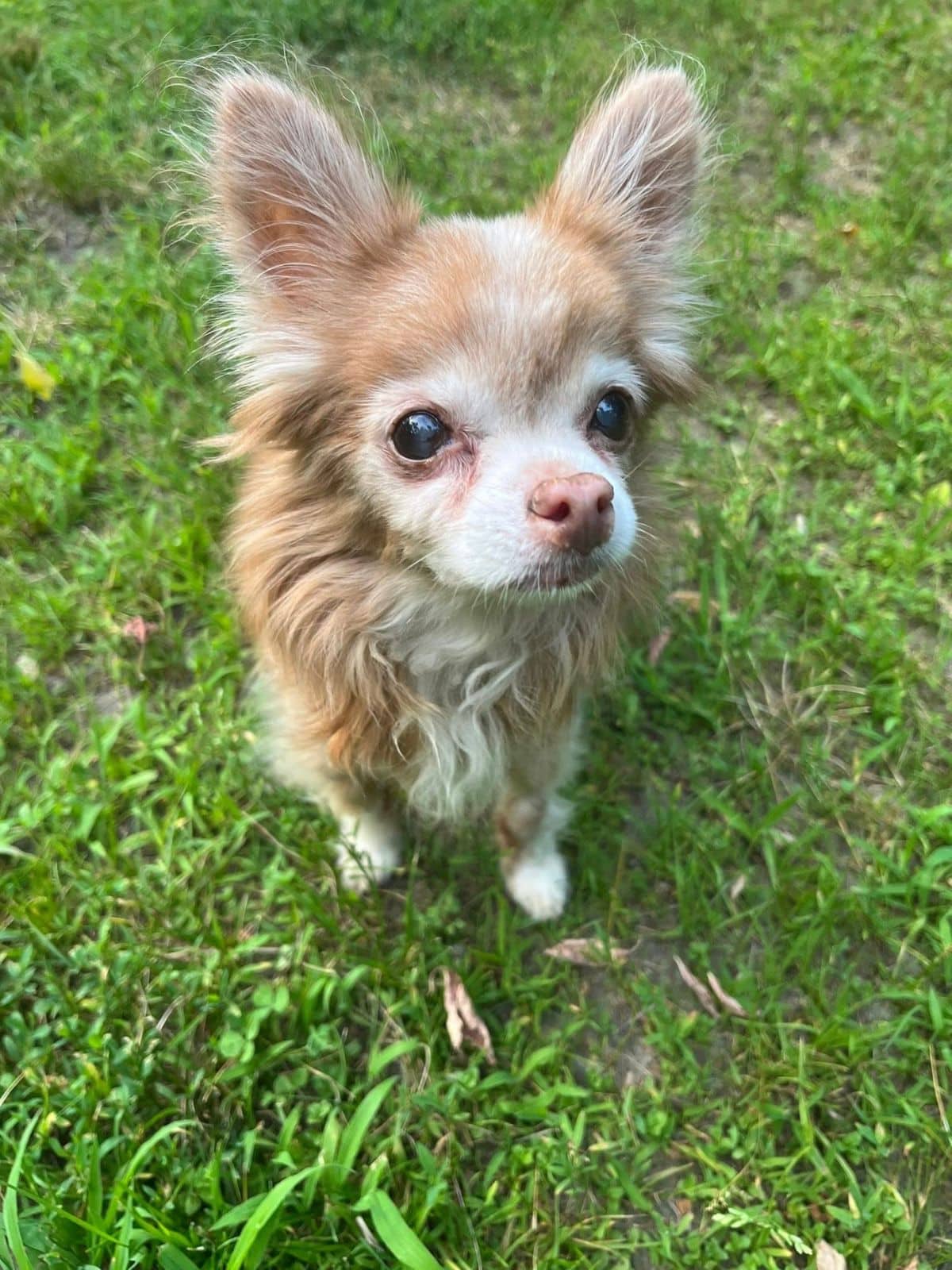 a senior dog gazing at person