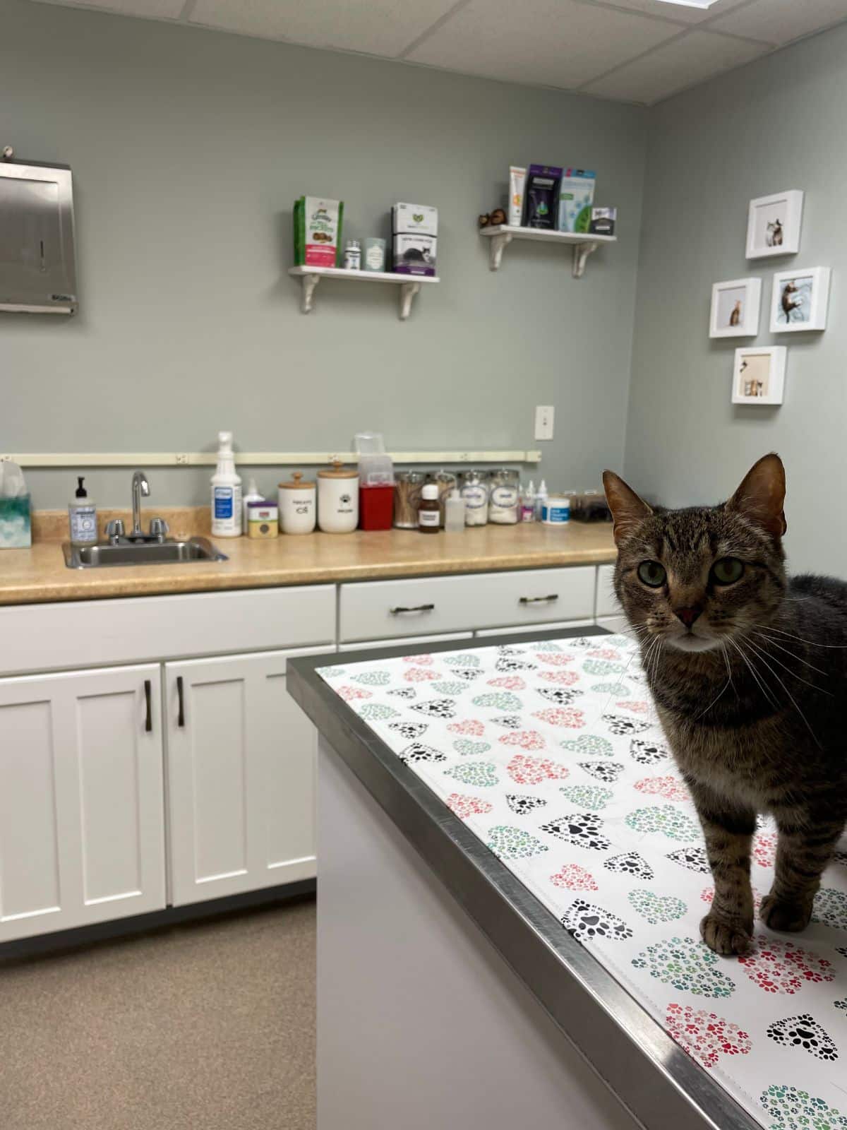 A veterinarian is engaged with an iPad, as a dog attentively watches the device, highlighting their bond