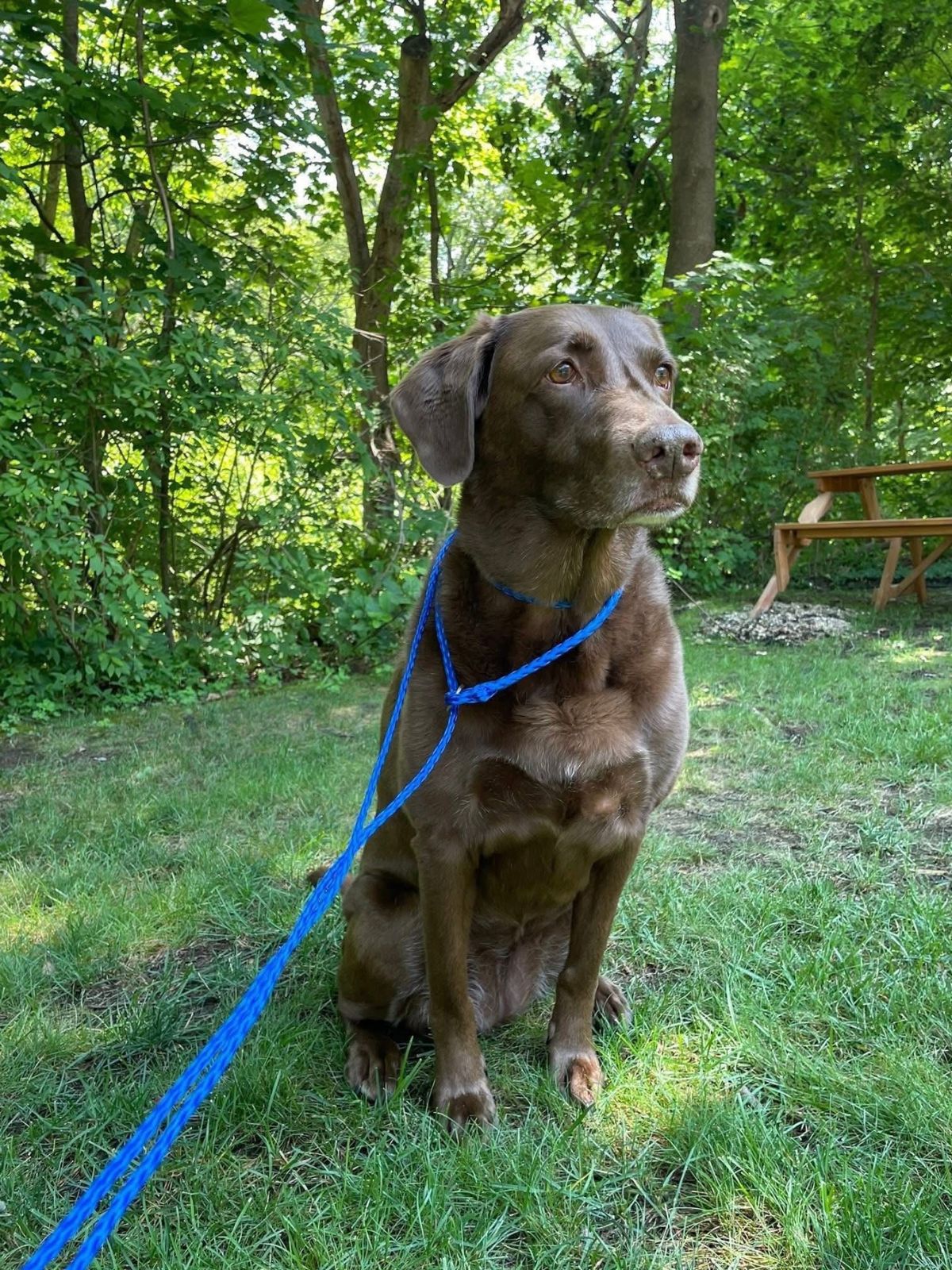 a dog looking up with a clear Elizabethan collar on